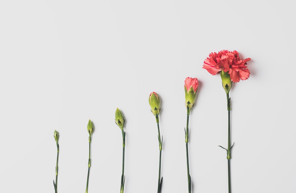 pink flower on white background